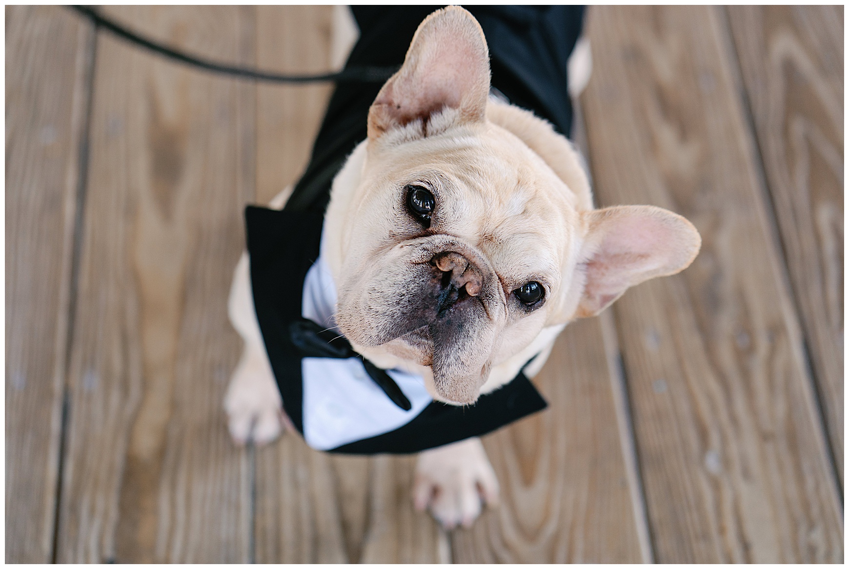 French bulldog in tuxedo